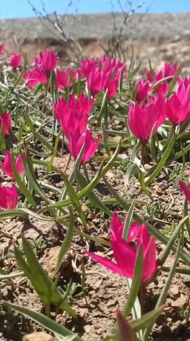 Konya’da doğa canlandı, kartpostallık bahar manzaraları çıktı 10